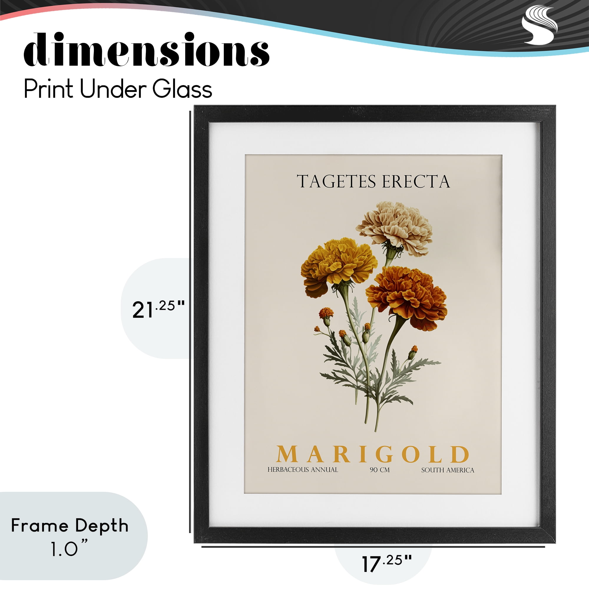 Stupell Industries Natural Marigold Bundle Black Framed Print Under Glass, design by Christopher Giampietro