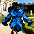 thumbnail image 5 of 50 to 150pcs Heirloom Iris Seeds, Rare & Beautiful Varieties for Outdoor Garden Planting, 5 of 12