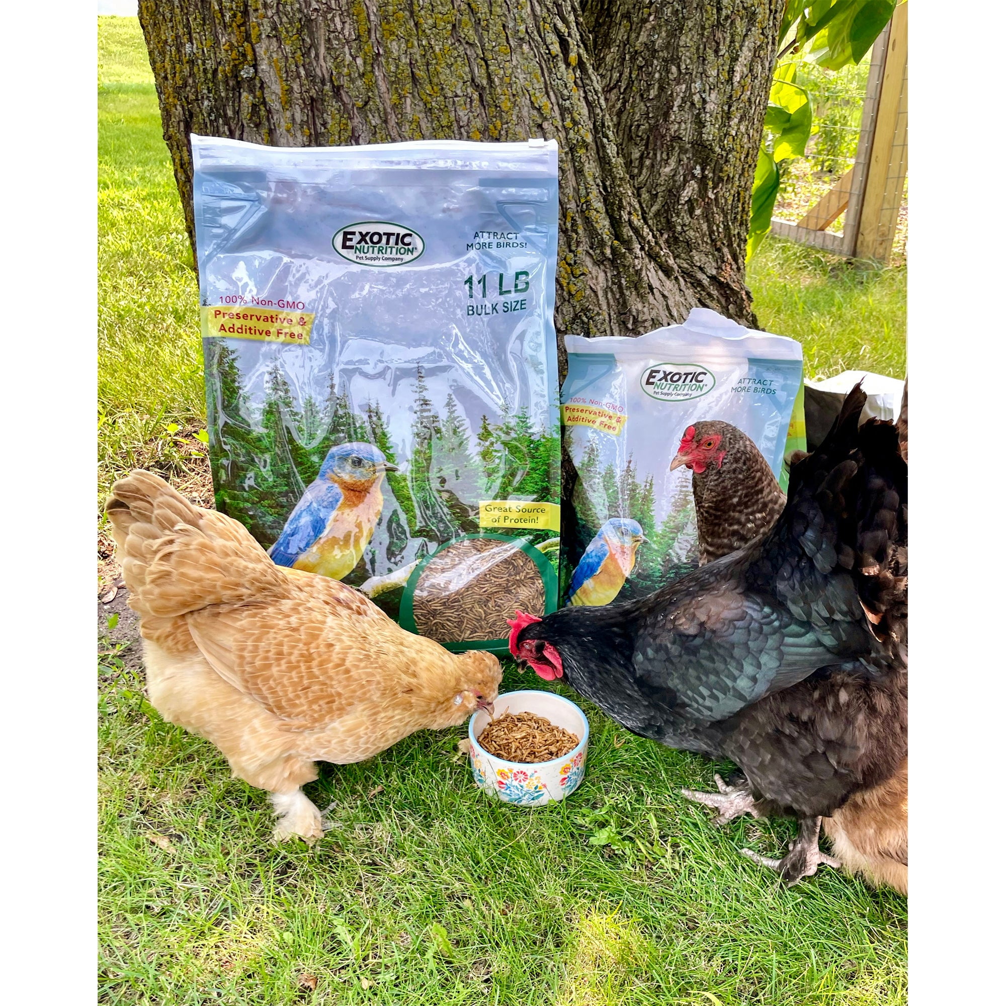 Exotic Nutrition EZ-Worms (20 lb.)- Blend of Dried Mealworms & Black Soldier Fly Larvae (BSFL) - Healthy Insect Treat - Chickens, Bluebirds, Sugar Gliders, Hedgehogs, Squirrels, Skunks, Reptiles
