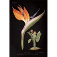 thumbnail image 2 of Strelitzia Reginoe on Black Poster Print by Wild Apple Portfolio-VARPDX22358, 2 of 2