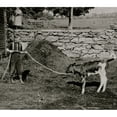 thumbnail image 2 of Boy holds a small calf by a rope as his Mother loo0ks on Poster Print (18 x 24), 2 of 4