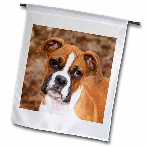 3drose Purebred Boxer Dog Na02 Pwo0038 Piperanne Worcester Garden Flag 12 By 18 Inch Com 3drose Purebred Boxer Dog Na02, Boxer Dog Garden Flags