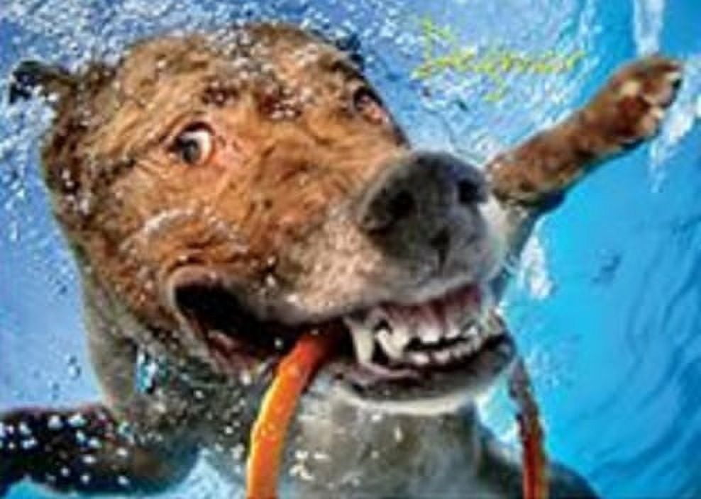 Willow Creek Press Underwater Dogs: Pool Pawty 1000-Piece Puzzle