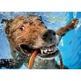 thumbnail image 2 of Willow Creek Press Underwater Dogs: Pool Pawty 1000-Piece Puzzle, 2 of 7