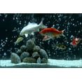 thumbnail image 7 of Living Marine Aquarium, Volume 2 (DVD, 2006, Widescreen) NEW, 7 of 7