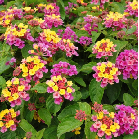Set 2 Lantana Confetti Plants Live for Planting, Lantana Plants Perennial Flowering Plants for Outdoor Gardens 4 to 6 Inches Tall - Dormant in Winter