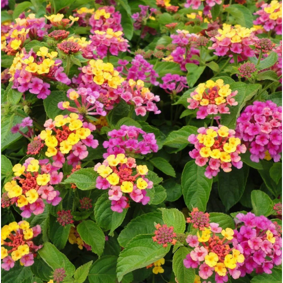 Set 2 Lantana Confetti Plants Live for Planting, Lantana Plants Perennial Flowering Plants for Outdoor Gardens 4 to 6 Inches Tall - Dormant in Winter