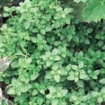 thumbnail image 3 of French Thyme Herb - Thymus Vulgaris - Live Plant - 3"  Pot, 3 of 3