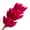 Fuchsia, variant on Dried Bunny Tail Grass Stems for Modern Home Decoration and Floral Arrangements, 23.5 Inches - Fuchsia