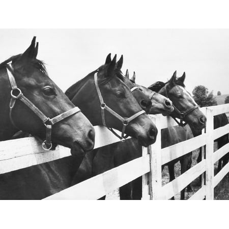 Horses Looking Over Fence at Alfred Vanderbilt's Farm Black and White Photography Print Wall Art By Jerry