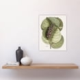 thumbnail image 4 of Mangrove Grape Tree Vintage Botanical Catesby Wall Art Poster Print, 4 of 4