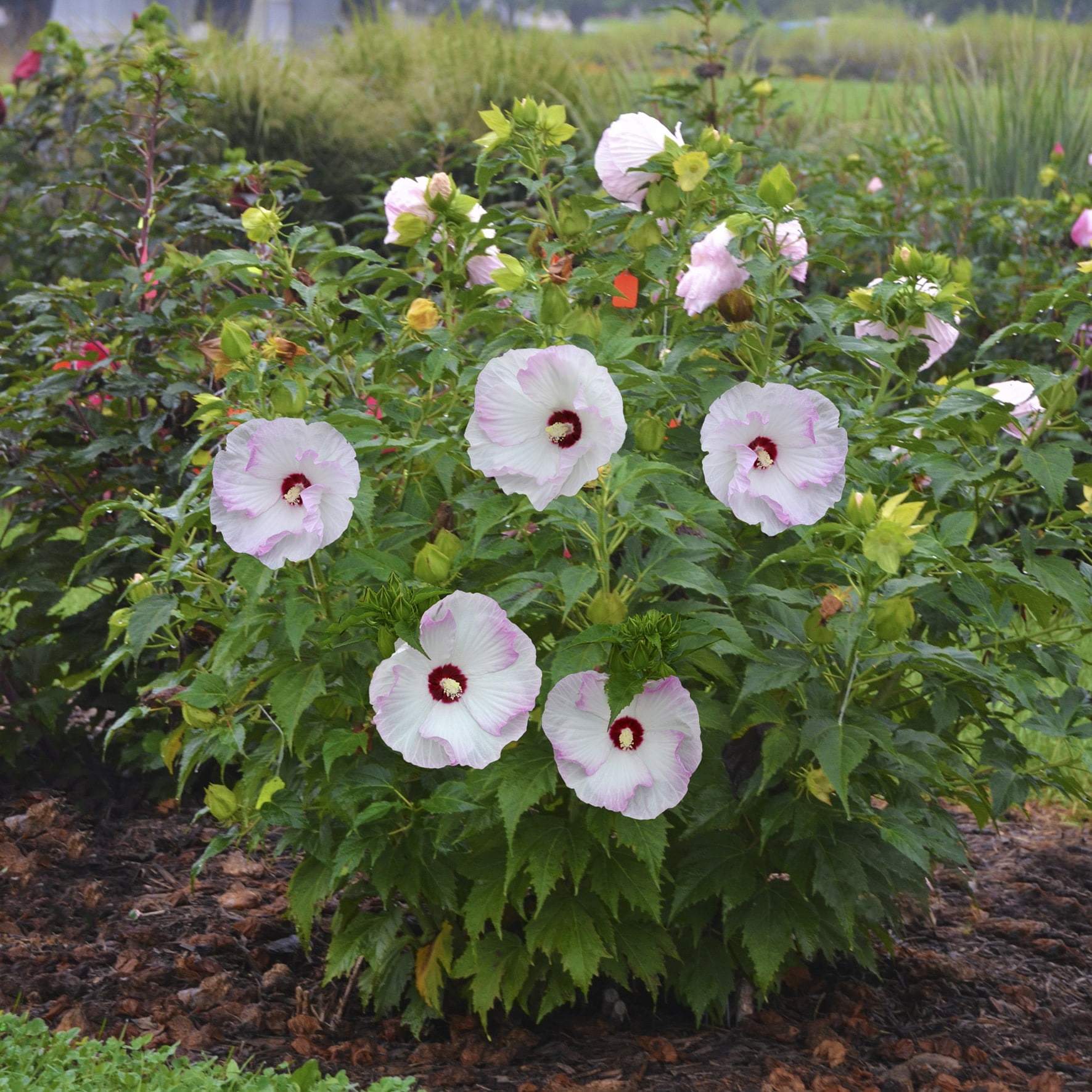 Proven Winners 18" White Summerific 'Ballet Slippers' Rose Mallow Live Plant in 8.88" Pot