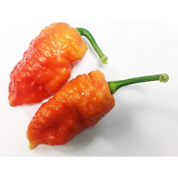 Death Spiral Ultra Hot Pepper Premium Seeds Packet Possibly The Hottest in The World