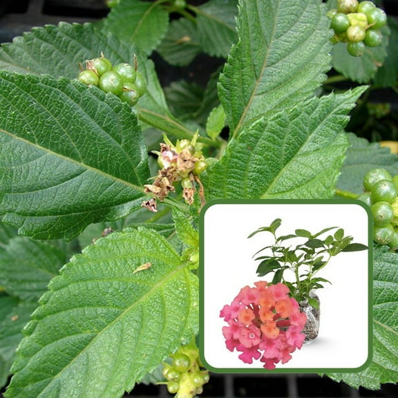 Set 2 Pink Live Lantana Live Plants 4-8 Inches, Lantana Plant Live for House Gardening