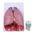 thumbnail image 3 of Human Cardiopulmonary Anatomy Model, Pulmonary Heart Model For Teaching, 3 of 10