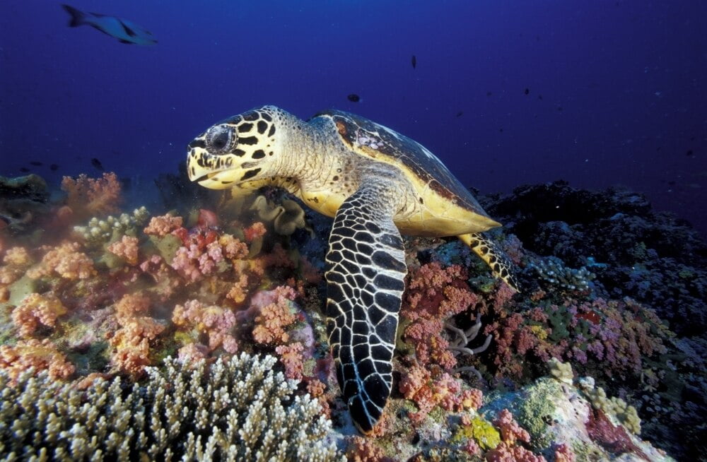 Hawksbill sea turtle feeding on soft coral, Maldives. Poster Print by ...