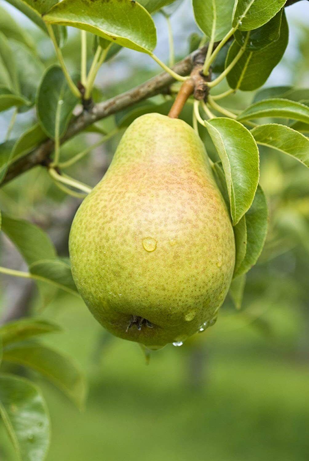 8 Pear Tree Seeds Grow Fruit Bearing Pear Tree