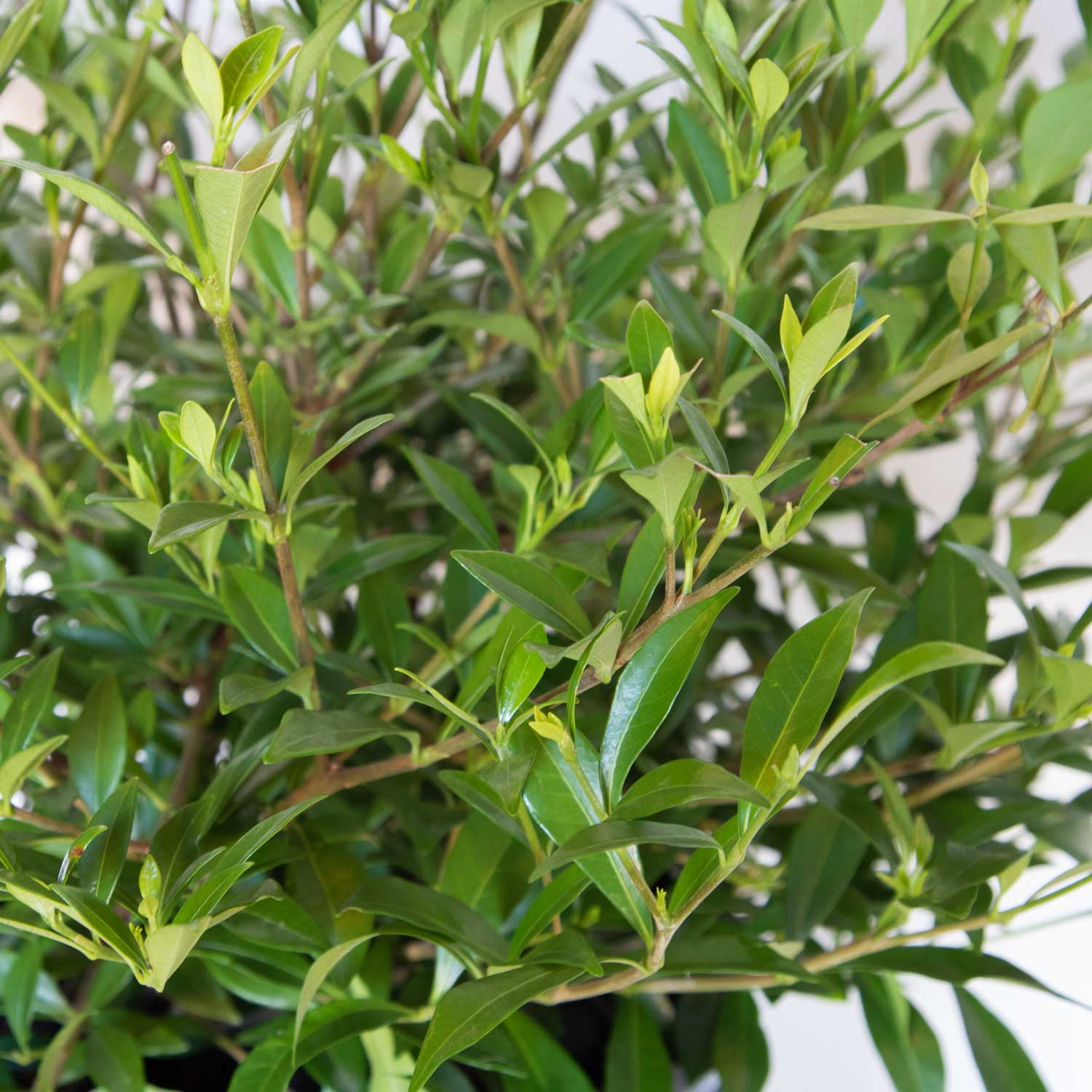 Expert Gardener Radicans Gardenia Live Shrub, 2.5 qt Grower Pot, White Blooms