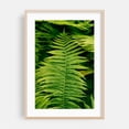 thumbnail image 2 of Ferns 02 - Manhattan New York Photography Botanical Nature Floral Forest Tropical Scenic Unframed Wall Art Print 8 x 12 inches, 2 of 60
