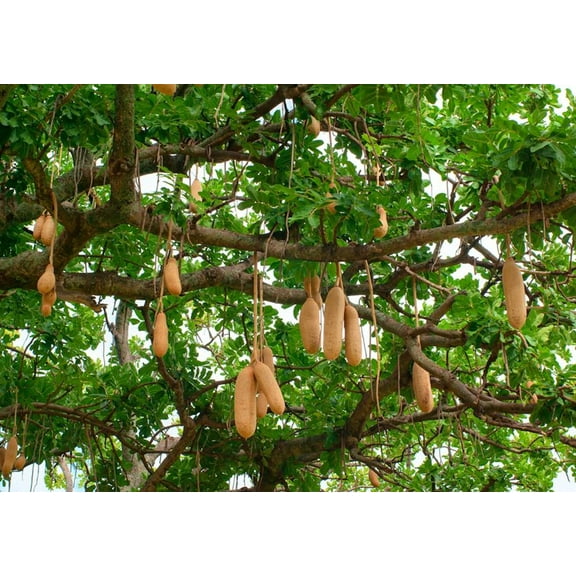 Seed Pack  - RARE Tropical Seeds - 10 Seeds - Saugage Tree -See Listing -Kigelia africana pinnata Serendipity Seeds