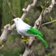 thumbnail image 3 of Adornos de pájaros artificiales Figura de simulación de pájaro en miniatura para exteriores e interiores del hogar 1-blanco verde, 3 of 8