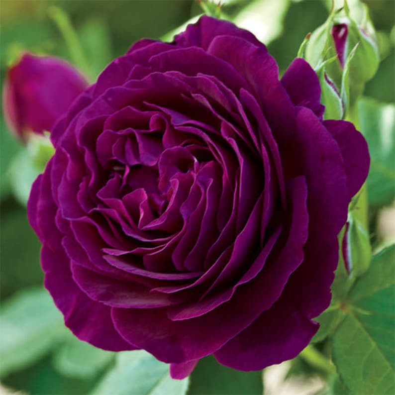 30 Grandiflora Rose Seeds, Perennial Flower Mix, for Late Winter to Early Spring Planting
