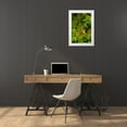 thumbnail image 3 of Welling, Dave 13x18 White Modern Wood Framed Museum Art Print Titled - Texas Tricolored heron perched in trees, 3 of 4