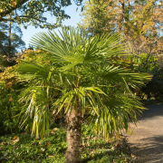Windmill Palm Tree – Cold Hardy Tropical Palm for Landscapes and Patios