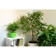 thumbnail image 4 of 30 Seeds FICUS TREE (Bodhi / Sacred Fig / Bo Tree / Pipal) Ficus Religiosa, 4 of 11