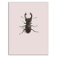 thumbnail image 3 of 14" x 19" Lucanus cervus by Incado - Wall Art Print on Canvas Fabric Pink, 3 of 3