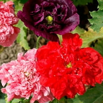 Poppy Flower Seeds for Planting - Rare Strains (50 Seeds per Packet (Double Mix)