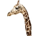 thumbnail image 2 of Urban Road 12x14 Gold Ornate Wood Framed with Double Matting Museum Art Print Titled - Giraffe, 2 of 4
