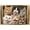 Gold Framed Version, variant on Shawna Stewart - Cats Being Silly Wall Poster, 22.375" x 34"