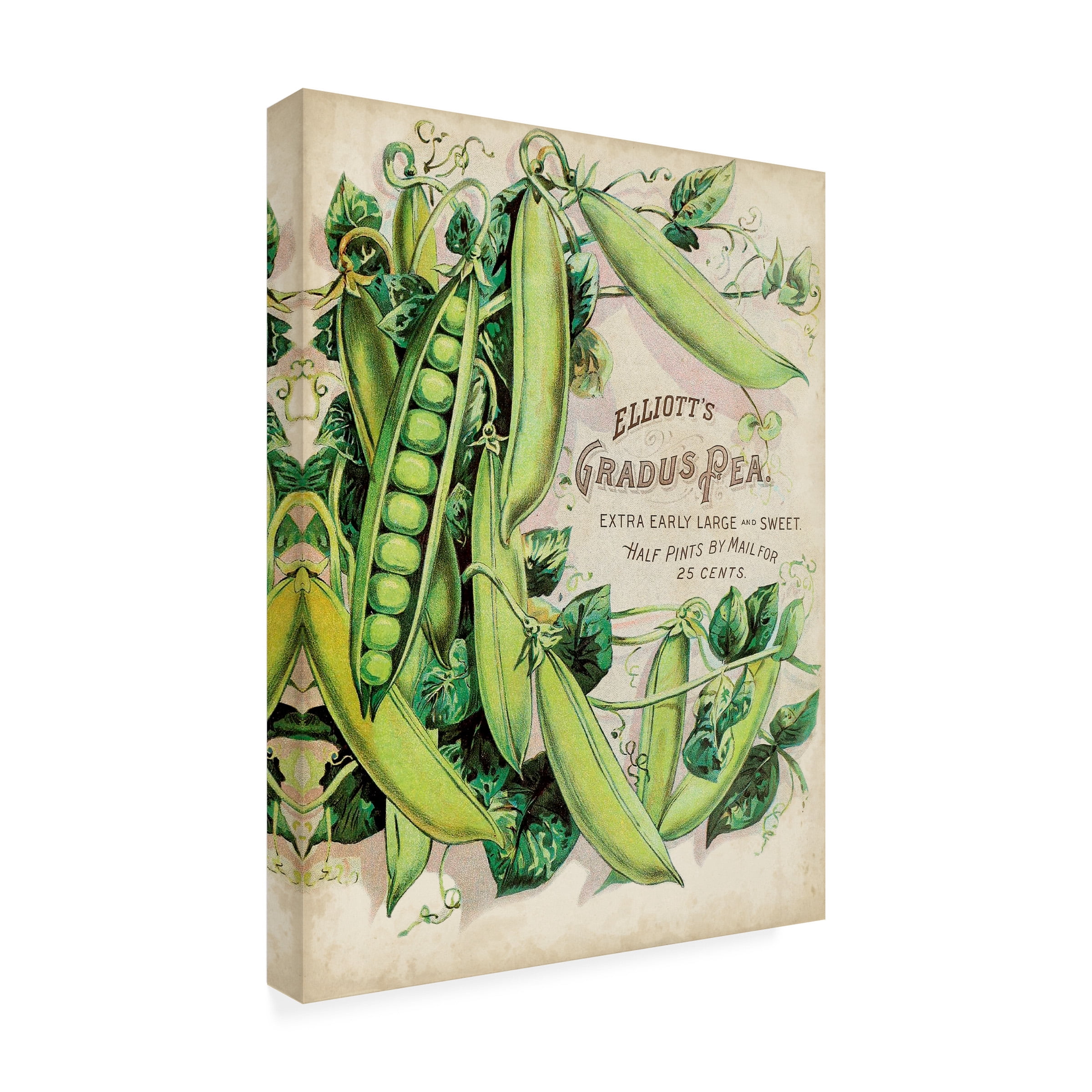 Unknown 'Antique Seed Packets V' Canvas Art