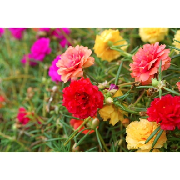 10,000  Moss RoseITSC Seeds - Heirloom Portulaca Seeds - Easy to Grow, Fast-Growing Annual Flower - Mixed Colors - Drought Tolerant, Non-GMO Ground Cover for Garden Landscaping