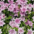 Clematis Carnaby Live Plant in a 4 Inch Growers Pot Clematis