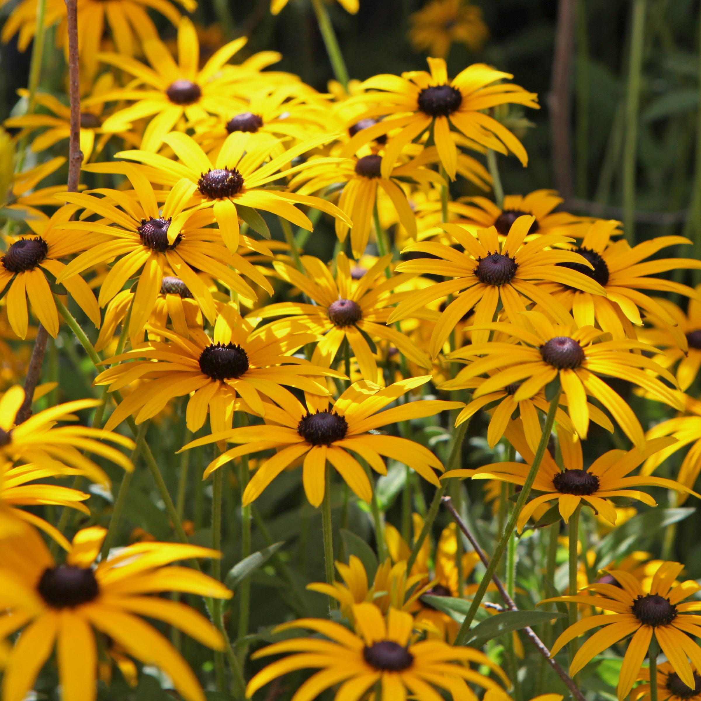 National Plant Network Bare Root Black Eyed Susan Goldsturm Perennial Plant (3-Pack)