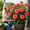 A, variant on Rose, Low Maintenance - Easy Grow - Ideal for Beds Borders, Plant Pots & Planters