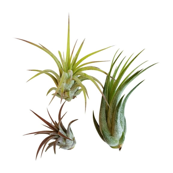 It Blooms 1 to 3 Inches Assorted Red Ionantha Air Tillandsia Live Plant, 3 Count, Rainforest Grown