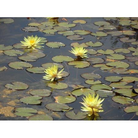 Image result for water lilies in pond