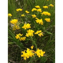 Birds Foot 500 Seeds - Lotus Corniculatus | Exotic and Fast Growing | Ships from Iowa, USA