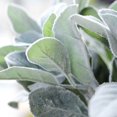 thumbnail image 4 of LOLIPPYY 5Pcs Lifelike Artificial Leaves Green for Home and Party Decoration, 4 of 5
