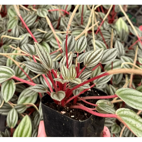 Rosso Peperomia Plant Peperomia Caperata 'rosso' Plant 4"Pot