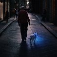 thumbnail image 3 of 4 Piezas de Luces para Perros para Caminar de Noche, Collares para Perros Iluminados, Collar para Mascotas LED Recargable por USB, para Perros PequeñOs una Grandes, 3 of 5