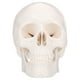 thumbnail image 3 of 1 unid pintura calavera modelo humano calavera modelo desmontable estomatología cráneo, 3 of 5