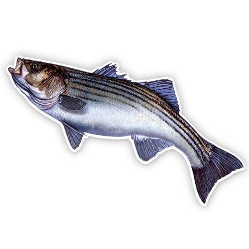Striped Bass - 3" Vinyl Sticker - For Car Laptop Water Bottle Phone - Waterproof Decal