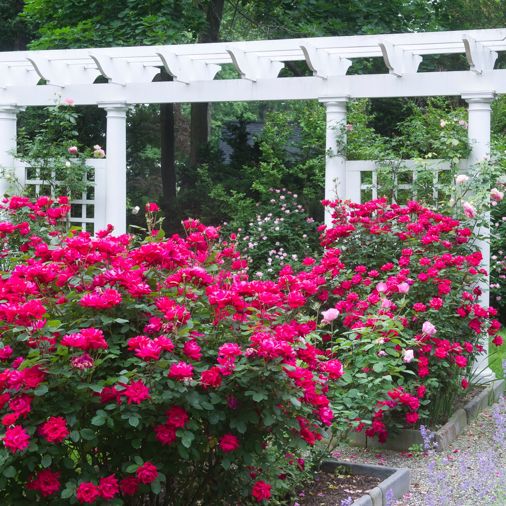 The Knock Out® Family of Roses 'The Red Double Knock Out® Rose' Live Shrub in 2-Gallon Grower Pot