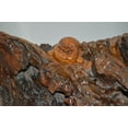 thumbnail image 3 of Wood Carved Buddha CC5 -  Size: 27"L x 24"W x 24"H., 3 of 12