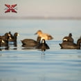 thumbnail image 6 of Avian X Top Flight Coot w/ Ultra Realistic Paint Scheme for Hunting, 6 Pack, 6 of 11