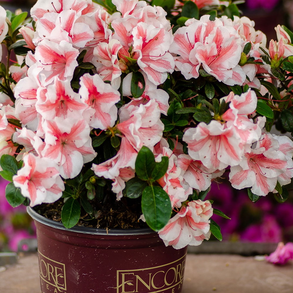Encore Azalea Autumn Starburst Live Shrub in 3-Gallon Grower Pot